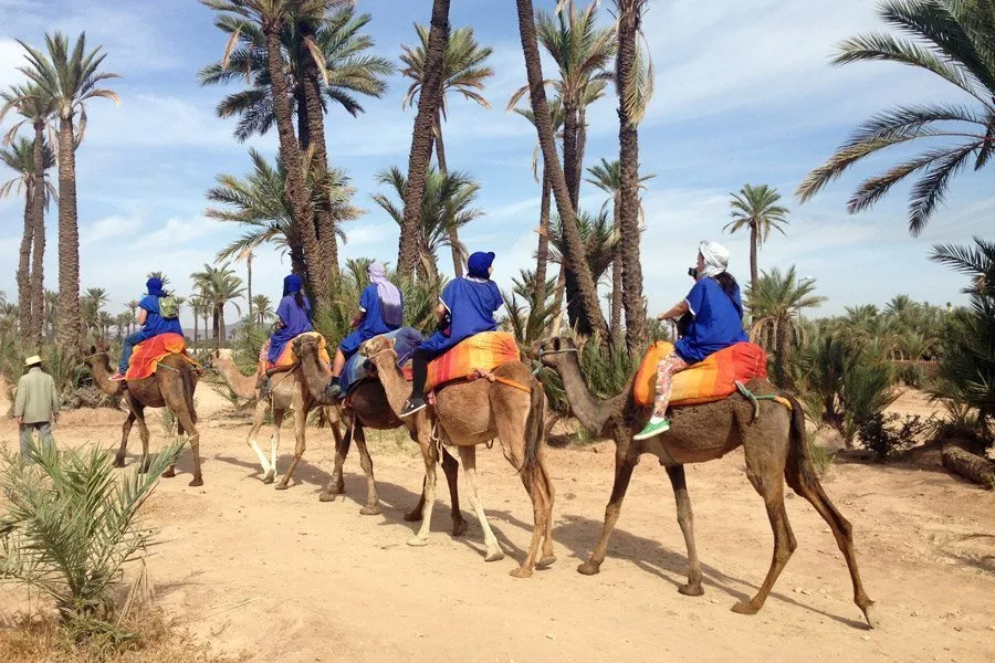 Activité En chameau au coucher du soleil à Marrakech