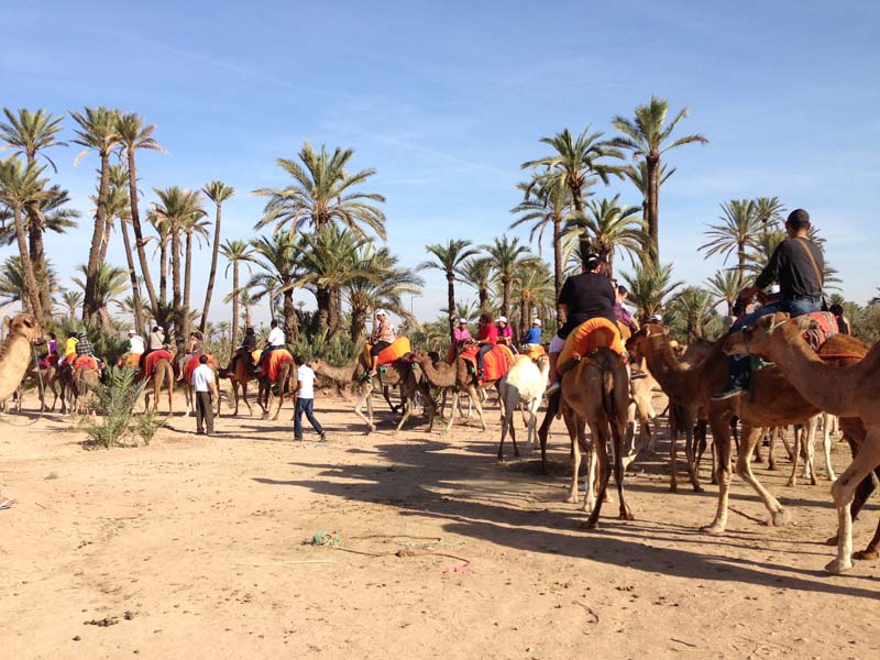 Activité En chameau au coucher du soleil à Marrakech