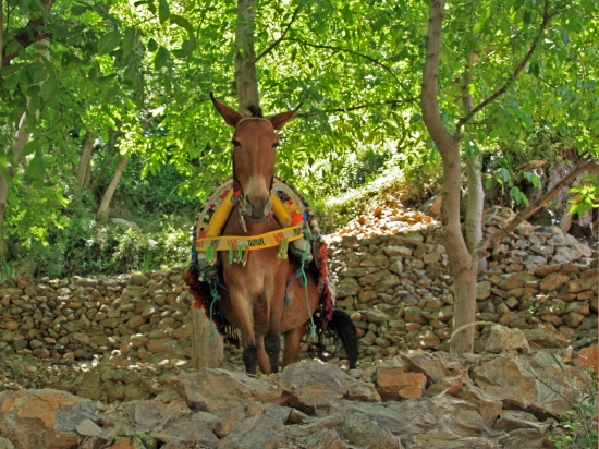 Excursión Imlil y Kasbah de Toubkal desde Marrakech