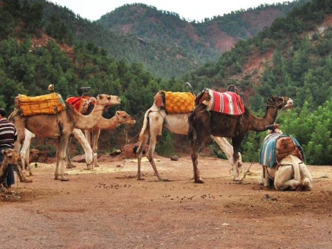 Excursion Vallée De L'Ourika depart de Marrakech